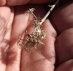 Baccharis brachyphylla