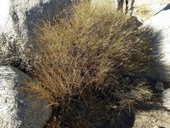 Baccharis brachyphylla