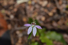 Caladenia variegata