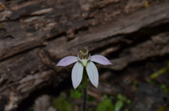 Caladenia variegata
