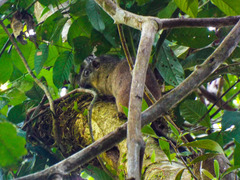 Isothrix bistriata