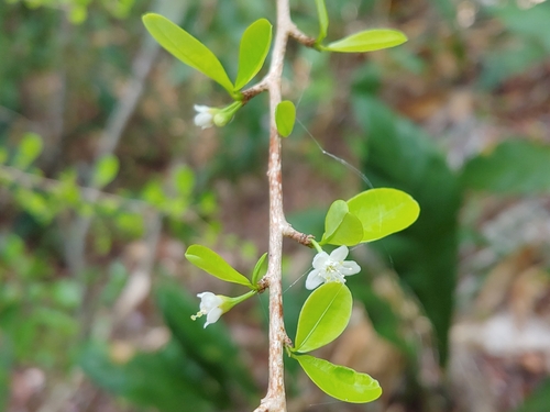 Brisselet (Erythroxylum brevipes)