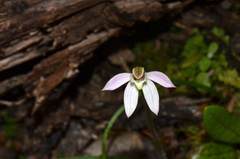 Caladenia variegata
