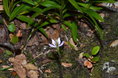 Caladenia variegata