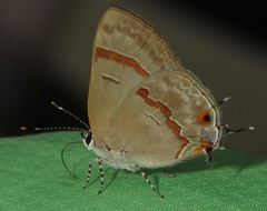 Rubroserrata ecbatana