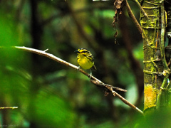 Hypocnemis hypoxantha