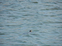 Actinemys marmorata pallida