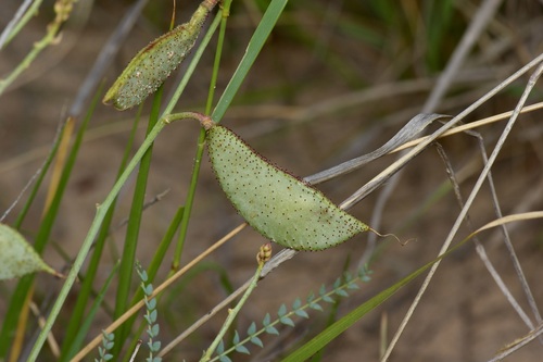 Image of Erythrostemon caudatus by (c) Michelle W. （鍾偉瑋）, some rights reserved (CC BY)