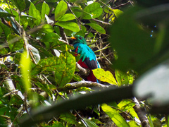 Pharomachrus auriceps