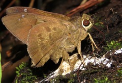 Venada advena
