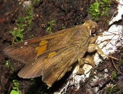 Venada advena