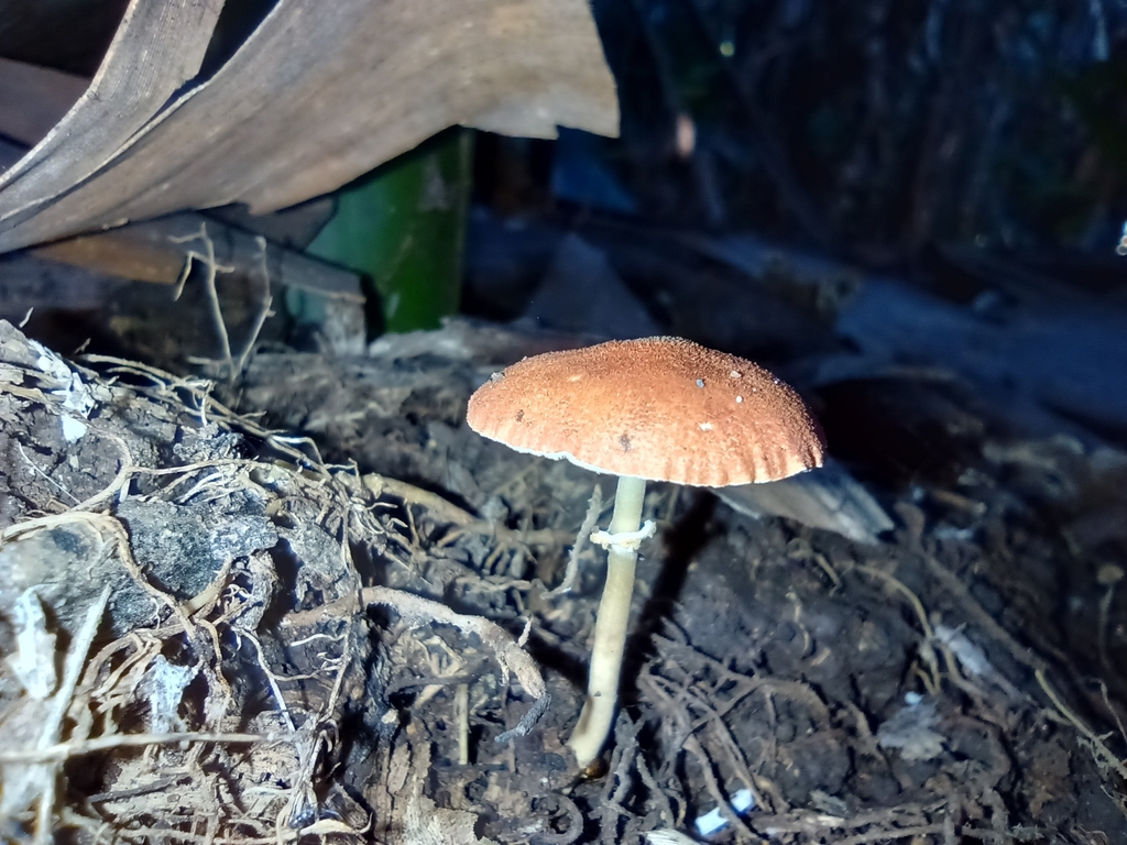 Leucoagaricus rubrotinctus · April 2023 · photo: © biomartita (iNaturalist, cc-by)