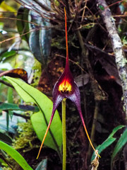 Masdevallia cucullata