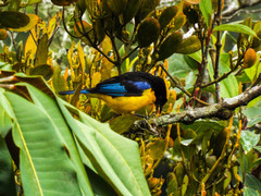 Anisognathus somptuosus