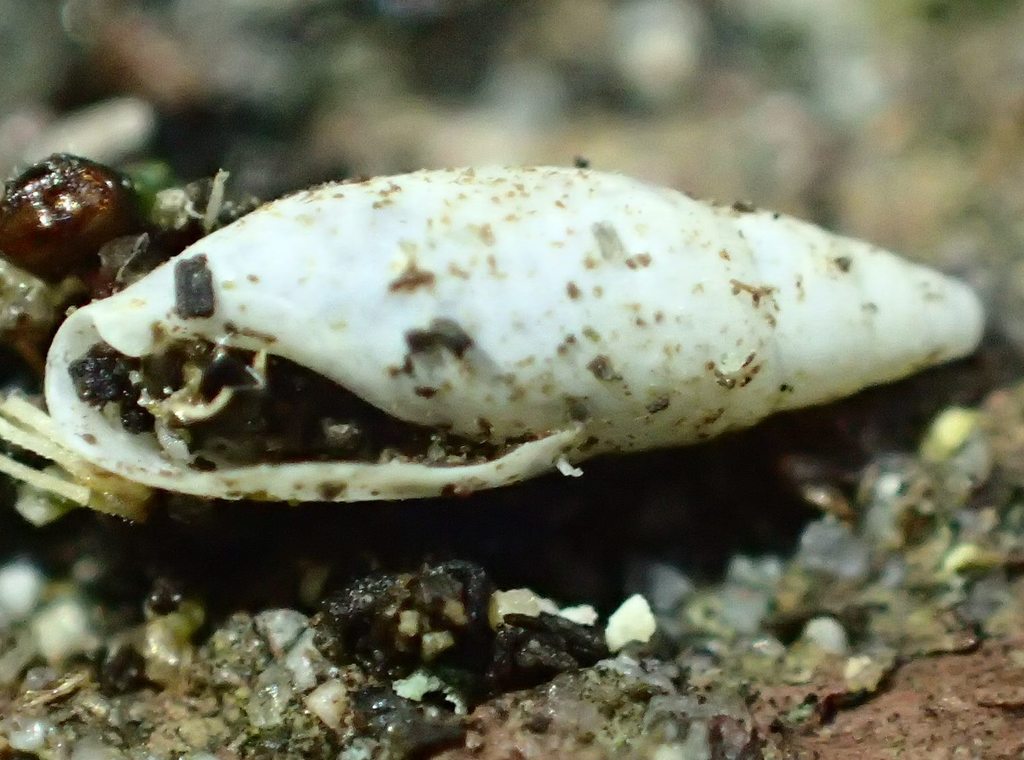 Achatinoidea