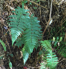 Polystichum silvaticum