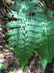 Polystichum silvaticum