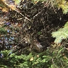 Canachites canadensis