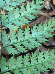 Polystichum silvaticum
