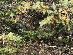 Canachites canadensis