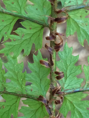 Polystichum silvaticum