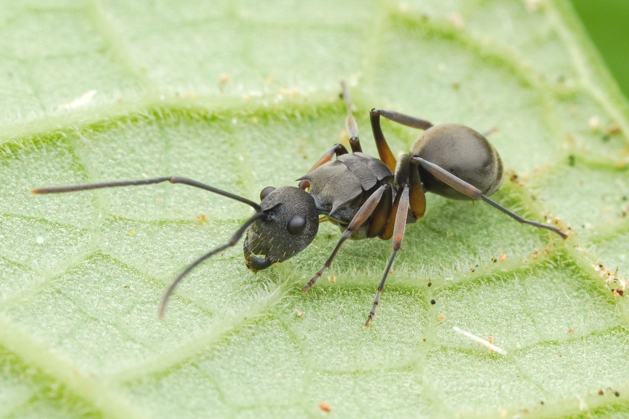Polyrhachis vindex