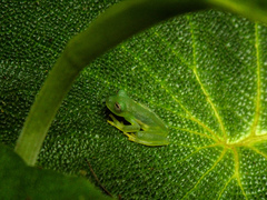 Centrolenidae