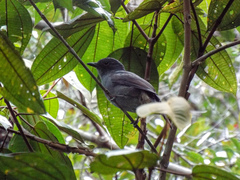 Lipaugus weberi