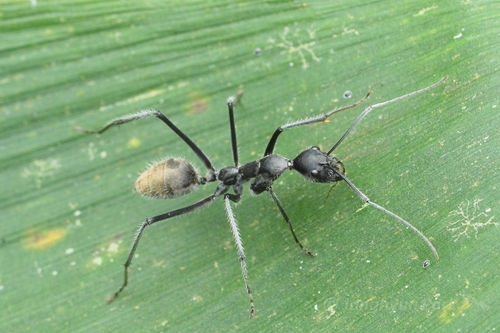 驼色弓背蚁Camponotus camelinus