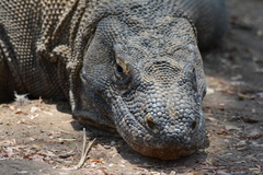 Varanus komodoensis