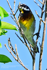 Spindalis zena benedicti