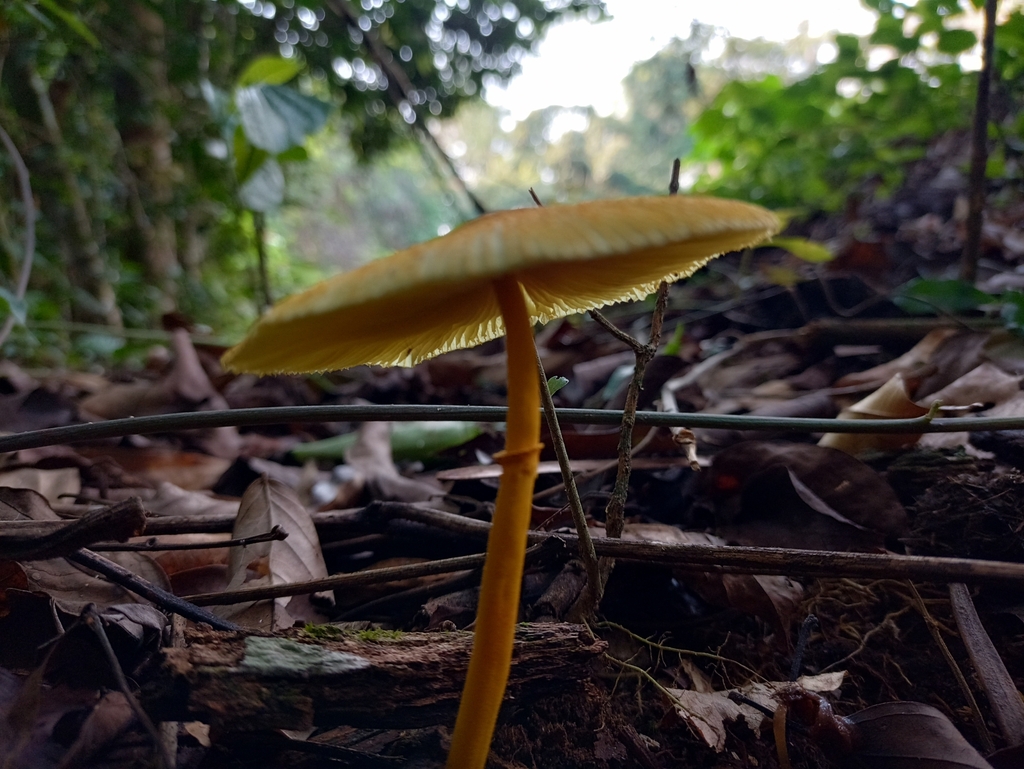 Leucocoprinus brunneoluteus · April 2023 · photo: © biomartita (iNaturalist, cc-by)