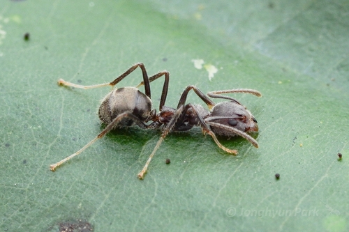 邻臭蚁Dolichoderus affinis