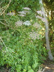 Daucus decipiens