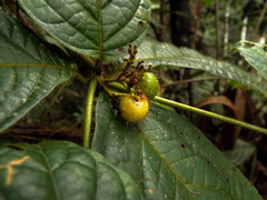 Cordia nodosa