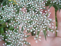 Daucus decipiens