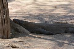 Varanus komodoensis