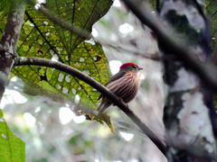Machaeropterus striolatus