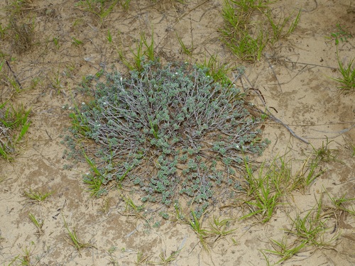 Image of Euploca confertifolia by (c) Michelle W. （鍾偉瑋）, some rights reserved (CC BY)