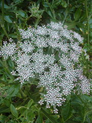 Daucus decipiens