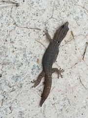 Sphaerodactylus glaucus