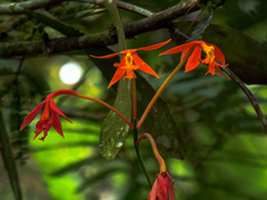 Epidendrum macrocarpum