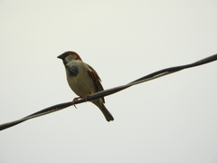 Passer domesticus