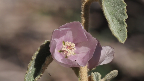 pink velvetmallow (Horsfordia alata)