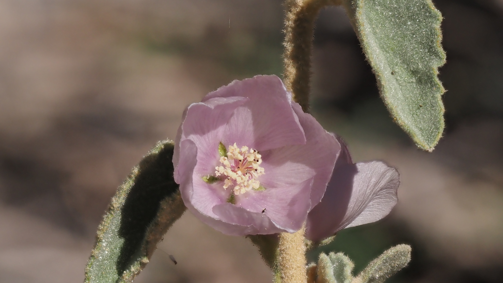 Horsfordia alata