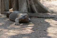 Varanus komodoensis