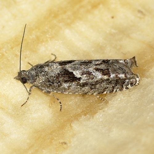 Bare-patched Leafroller Moth photo 4