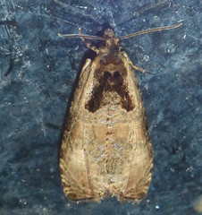 Olethreutes punctanum