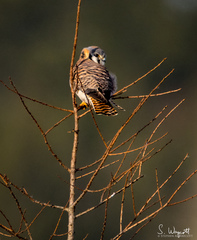 Falco sparverius image