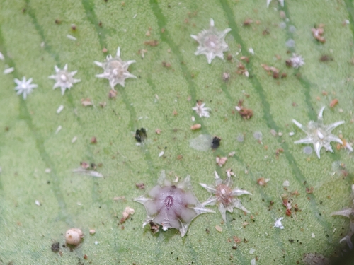 Stellate Scale